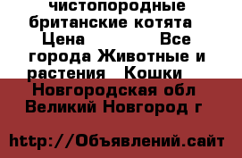 чистопородные британские котята › Цена ­ 10 000 - Все города Животные и растения » Кошки   . Новгородская обл.,Великий Новгород г.